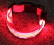 Luminous LED Safety Dog Collar