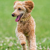 Diamond Metal Dog Collar & Leash