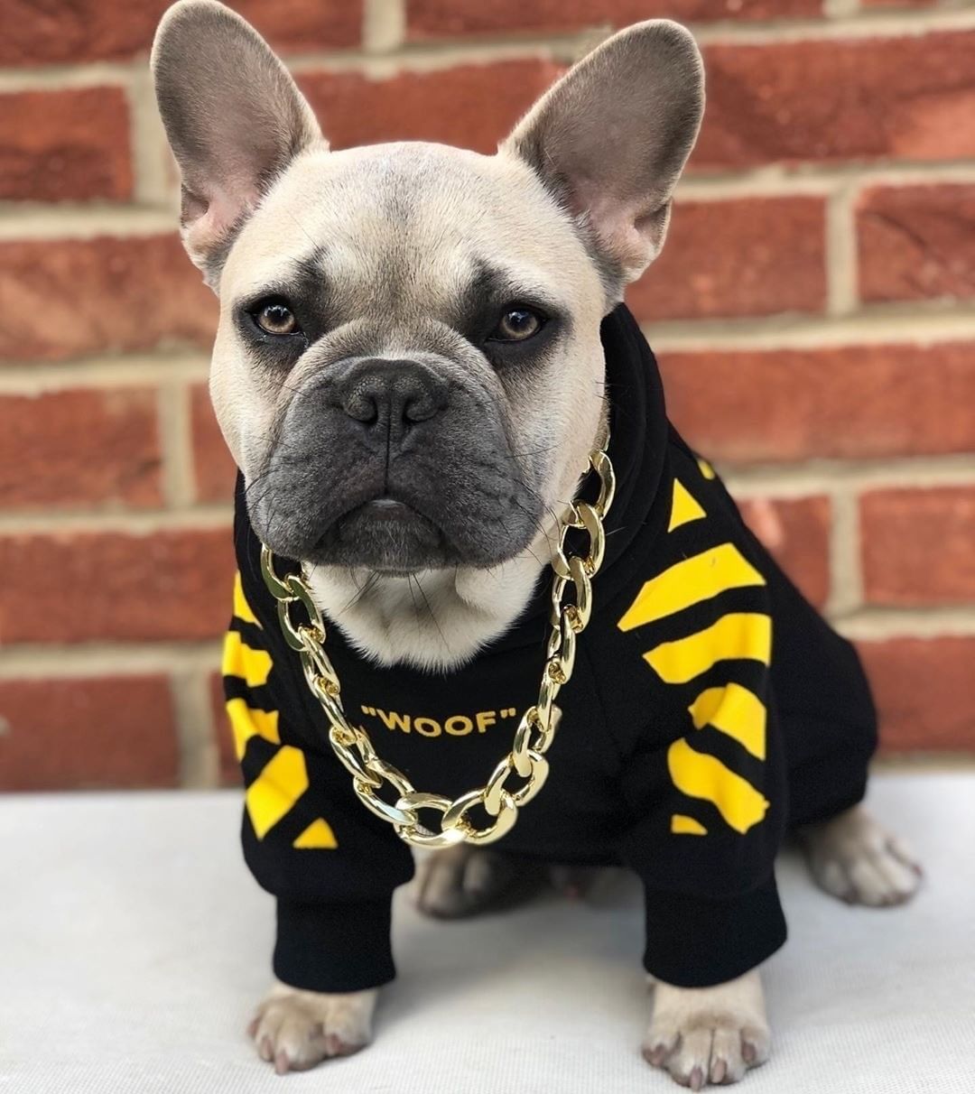 Warm Dog Sweater for Autumn & Winter