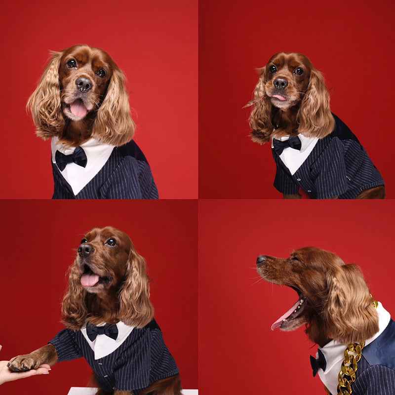 Dog Tuxedo & Gentleman Suit | Pet Wedding Clothes