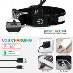 Dog Collar Lights